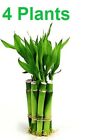 4 Live Lucky Bamboo Indoor 4