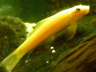 6 Gold Chinese Algae Eater Catfish Live Freshwater Aquarium Fish
