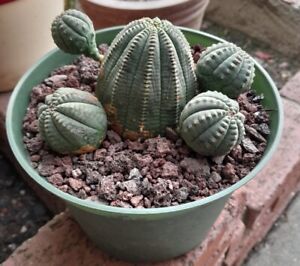Euphorbia Obesa 