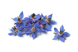 Borage Flower Seeds 75+ (Borago Officinalis) | A Medicinal Herb & Edible Flower