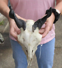 New ListingAuthentic Goat Skull with 5 inch horns from India, taxidermy # 48674