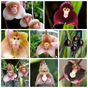 50pcs Monkey Face Orchid Flower Seeds mix Plant Bonsai Home Garden.(#2144)