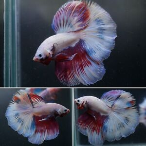 New ListingPink Grizzle Marble Butterfly Over Halfmoon Tail -Live Male Betta Fish Grade A+