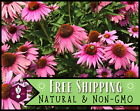 775+ Echinacea Seed [Purple Coneflower] Native Perennial Wildflower Gardening