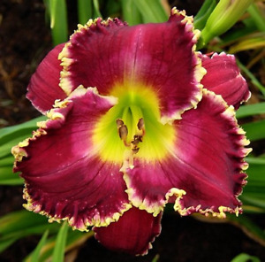 Mozambique Nights    Daylilies 3 fans Return and multiply yearly World's Finest