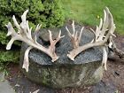 268” Whitetail Shed Antlers. Double Drop Tine Giant From Wilderness Whitetails