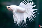 Live Betta Fish Aquarium Crowntail White Platinum Male #F781 Thailand seller