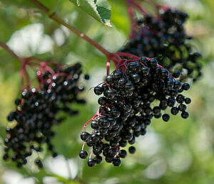 80 European Black Elderberry Seeds (Sambucus nigra), MEDICINAL TREE, USA Seller