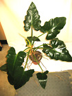 1 CUTTING Rare The Beast Philodendron Giganteum  Huge Shiny Leaves Collector