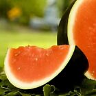 Sugar Baby Watermelon Seeds | NON-GMO | Heirloom | Fresh Garden Seeds