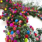 (10) CLIMBER ROSE SEEDS perennial flower garden climbing plant USA SELLER TRACK