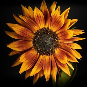 Sunflower Seeds - Rare Red Sun Orange, Heirloom, Free Shipping!