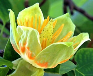 20 Tulip Poplar Seeds (Liriodendron tulipifera) TULIP TREE, BIG FLOWERS USA Sell