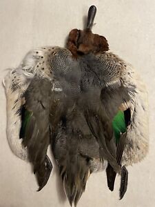 Green Winged Teal Duck Full Skin Wings Feathers Fishing Fly Tying Only Material