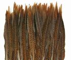 10 Pcs GOLDEN PHEASANT Natural Feathers 4-10