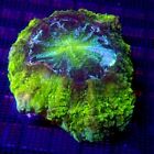 Ultra Green Meat Coral Small WYSIWYG IC 3358 - Indigo Corals - Acanthophyllia