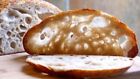 SOURDOUGH bread STARTER San Francisco THE BEAST+ RECIPES 10 starters in 1 mix d