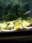 Everglades Pygmy Sunfish (elassoma evergladei) Trio1m/2fm- Live Aquarium Fish