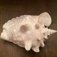 Giant Conch Seashell 11 X 8 Inches