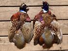 2 Rooster RINGNECK PHEASANT SKINS 2 Wings FLY TYING Materials CRAFTS Fly Fishing