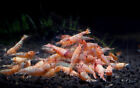 10 +1 Golden Bee Shrimp Freshwater Caridina Aquarium Shrimp Live Guarantee