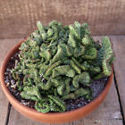 A8502 EUPHORBIA HORRIDA CRESTED pot22-H13-W21 cm MaMa Cactus