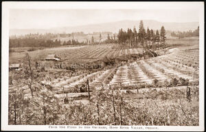 From the Pines to the Orchard, Hood River Vallery, Oregon, printed postcard