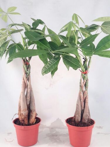 Money Tree Plant Live Braided Into Pachira Tree Indoor Tropical Potted 2 Pack