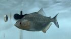 Black Rhom Piranha 4”+ Live Tropical Freshwater Aquarium Fish