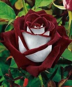 Love In Rose Bush 20 or 100 Seeds~Rare-Free Shipping-USA Seller