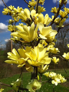Yellow Bird Magnolia 2.5