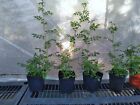 New ListingRose Bush 7 Sisters variety rambler live plant