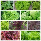 Leaf Lettuce Seeds Collection, NON-GMO, 10 Varieties to Choose From, FREE SHIP