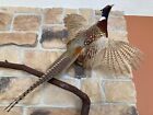 Ringneck pheasant wall mount