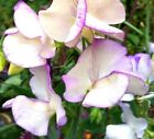 Sweet Pea HIGH SCENT Vine Most Fragrant and Bi-Colored Flowers Non-GMO 50 Seeds!