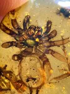 Burmese burmite Cretaceous beautiful big spider insect fossil amber Myanmar