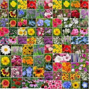 Wildflower Mix LANDSCAPER’S PACK BULK Top Sellers Non-GMO Pure Seed 5000 Seeds!