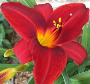 Daylily 'Frankly Scarlet'. Two Fans. Reblooming perennial. Easy to grow!