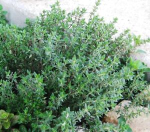 1000+ Thyme Seeds (Thymus vulgaris) - Heirloom | Non-GMO , Herb Seeds