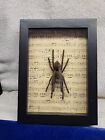 Collectible Taxidermy Spider Tarantula Framed 6x8