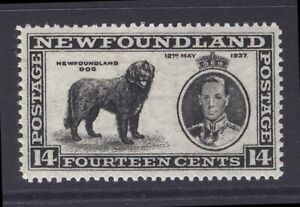 NEWFOUNDLAND 238 SG 262b 1937 14c BLACK DOG KGVI LONG CORONATION P13.7x13.7 MNH