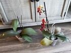 New ListingLot Of 2 RESCUE Phalaenopsis Orchids. One In Bloom. No Names. Ship Bare Root
