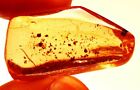 33.15 Cts. Natural Genuine Old Baltic Amber Untreated Certified Gemstone