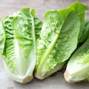 Little Gem Lettuce Seeds | Non-GMO | Free Shipping | Seed Store | 1107