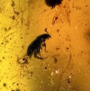 🪲Superb Beetle FOSSIL Preserved In 100 MYO Burmite Amber  Gemstone Dinosaur Age
