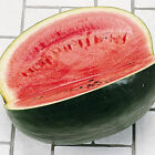 Black Diamond Watermelon Seeds | 10 Seeds | Non-GMO | Free Shipping | 1039