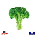 550+ Broccoli Seeds - Waltham 29- Non-GMO Heirloom BOGO 50% OFF