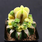 With roots Aztekium Valdezii variegated rare cactus cacti 8058