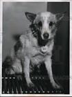 1956 Press Photo Animal Protective Leage dog of the Week for adoption
