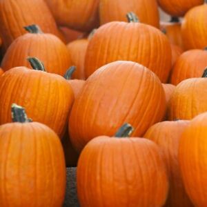 Jack O Lantern Pumpkin Seeds | Carving Pumpkin 10-20 LBS | Free Shipping | 1076